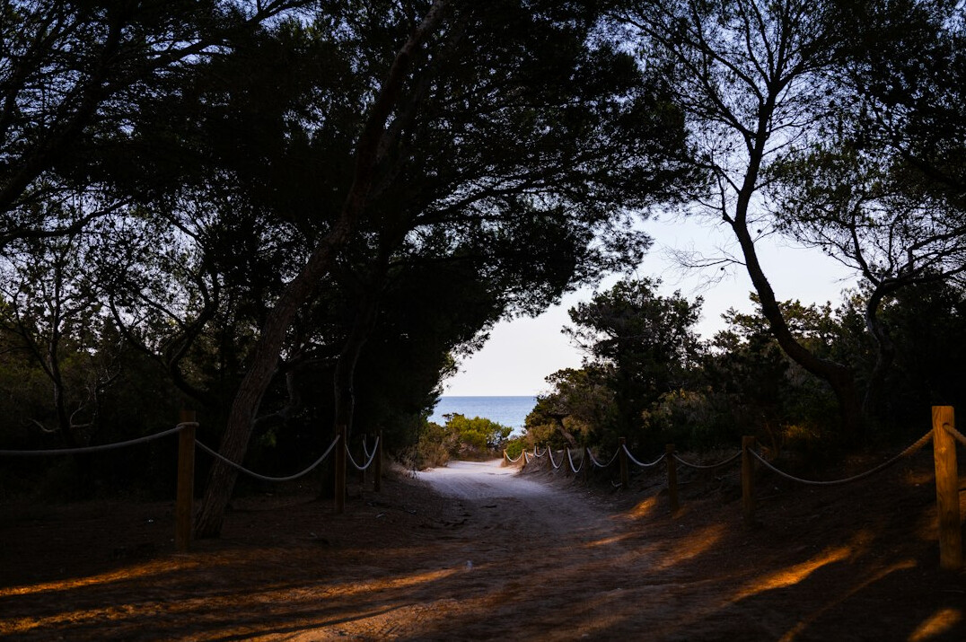 Winding sandy road through coastal pine forest at dusk